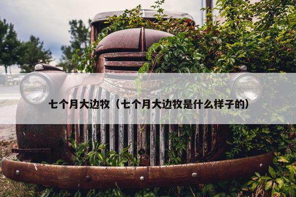 七个月大边牧（七个月大边牧是什么样子的）