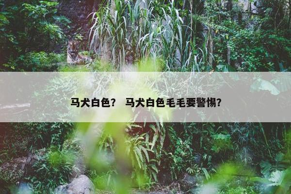 马犬白色？ 马犬白色毛毛要警惕？