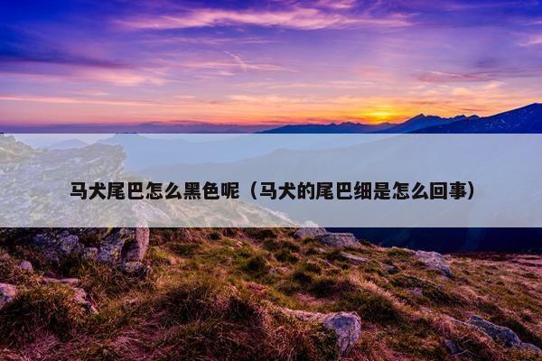 马犬尾巴怎么黑色呢（马犬的尾巴细是怎么回事）