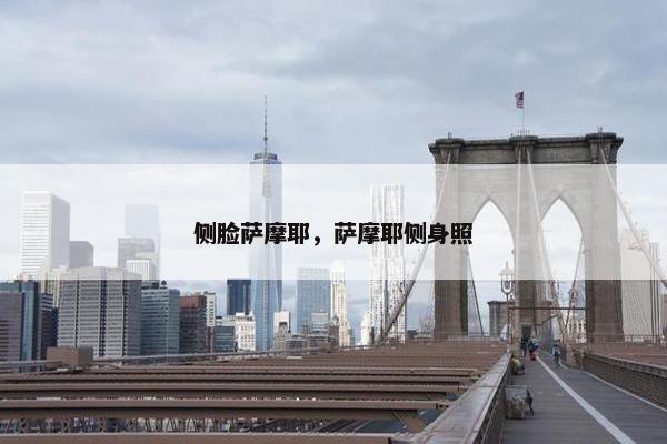 侧脸萨摩耶，萨摩耶侧身照