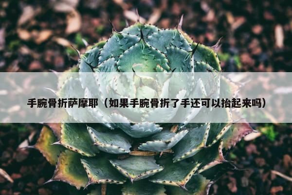 手腕骨折萨摩耶（如果手腕骨折了手还可以抬起来吗）