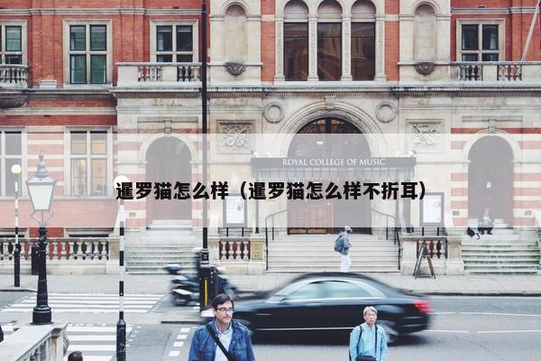 暹罗猫怎么样（暹罗猫怎么样不折耳）
