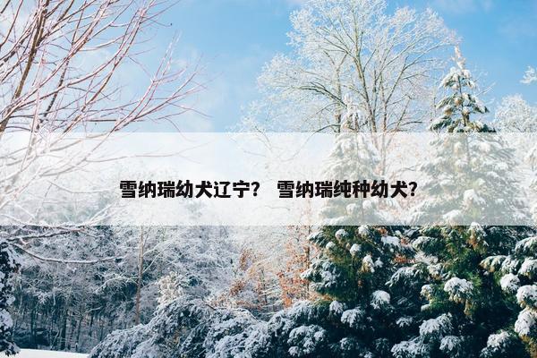 雪纳瑞幼犬辽宁？ 雪纳瑞纯种幼犬？