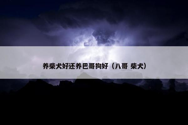 养柴犬好还养巴哥狗好（八哥 柴犬）