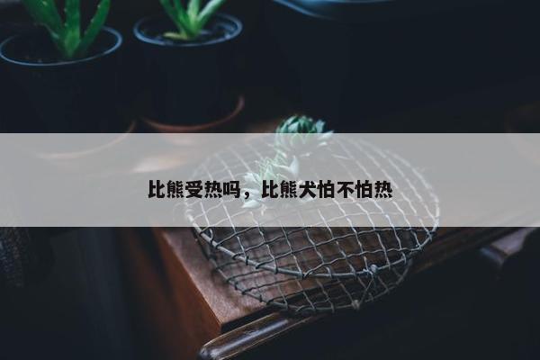 比熊受热吗，比熊犬怕不怕热