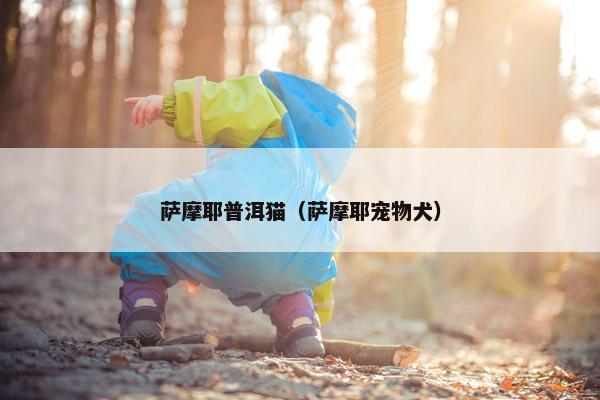 萨摩耶普洱猫（萨摩耶宠物犬）