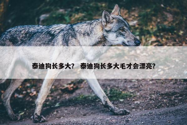 泰迪狗长多大？ 泰迪狗长多大毛才会漂亮？