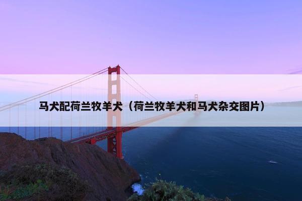 马犬配荷兰牧羊犬（荷兰牧羊犬和马犬杂交图片）