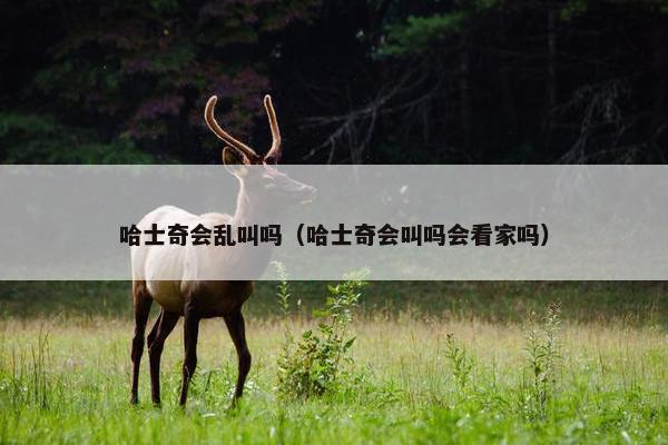 哈士奇会乱叫吗（哈士奇会叫吗会看家吗）