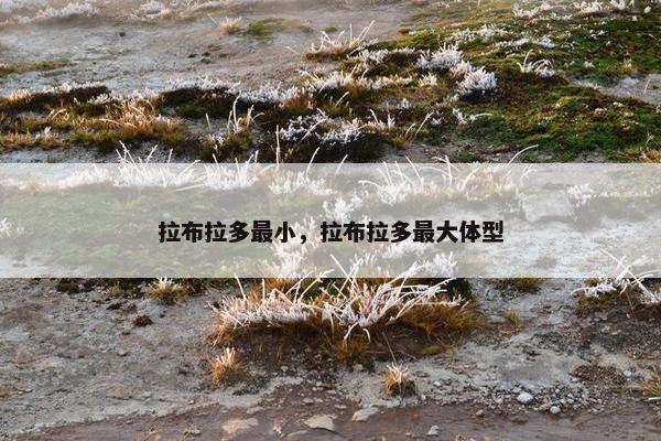 拉布拉多最小，拉布拉多最大体型