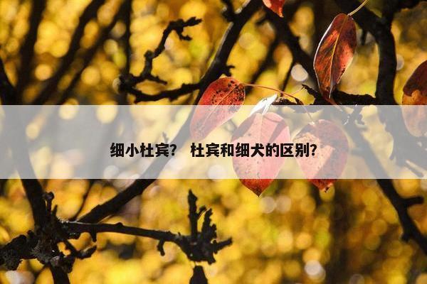 细小杜宾？ 杜宾和细犬的区别？