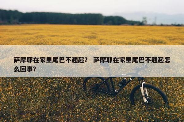 萨摩耶在家里尾巴不翘起？ 萨摩耶在家里尾巴不翘起怎么回事？