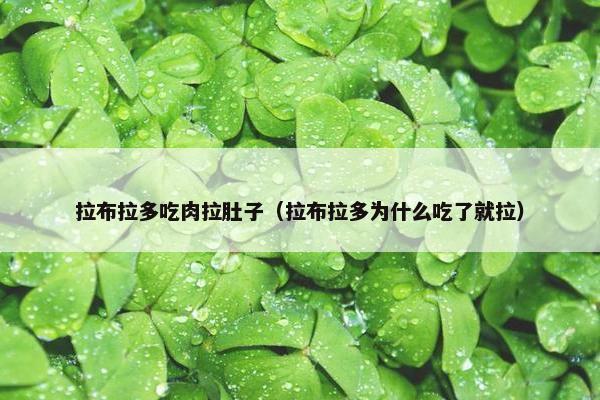拉布拉多吃肉拉肚子（拉布拉多为什么吃了就拉）