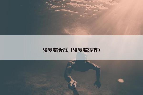 暹罗猫合群（暹罗猫混养）