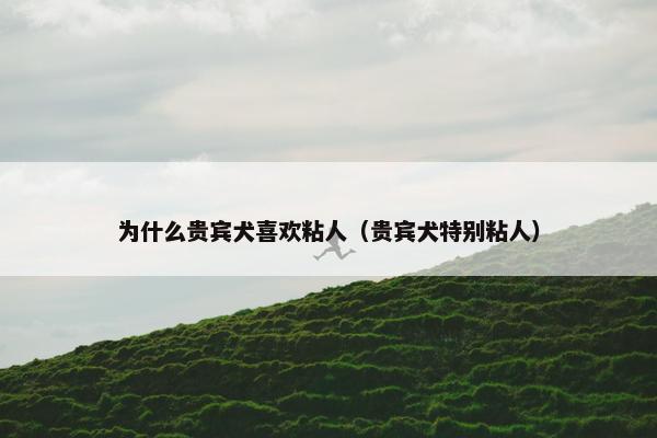 为什么贵宾犬喜欢粘人（贵宾犬特别粘人）