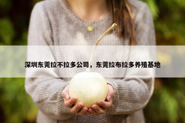 深圳东莞拉不拉多公司，东莞拉布拉多养殖基地