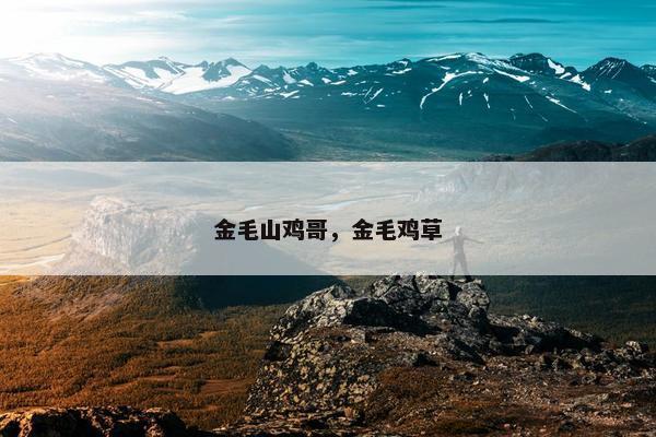 金毛山鸡哥，金毛鸡草