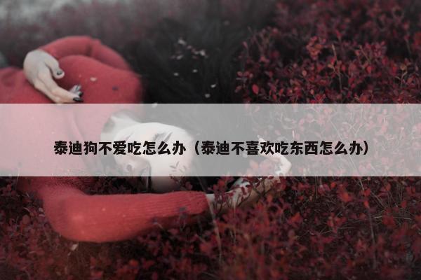 泰迪狗不爱吃怎么办（泰迪不喜欢吃东西怎么办）