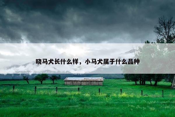 晓马犬长什么样，小马犬属于什么品种