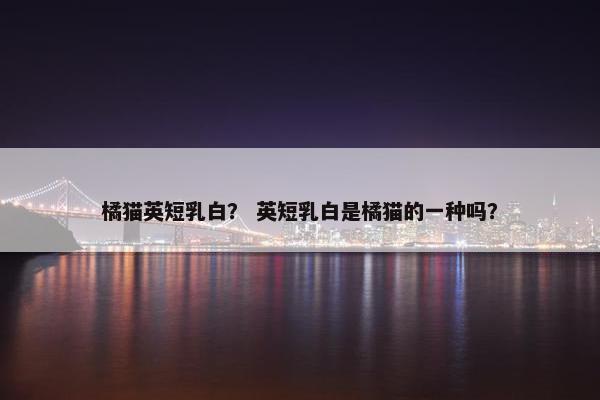 橘猫英短乳白？ 英短乳白是橘猫的一种吗？
