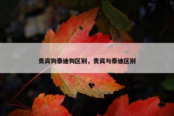 贵宾狗泰迪狗区别，贵宾与泰迪区别