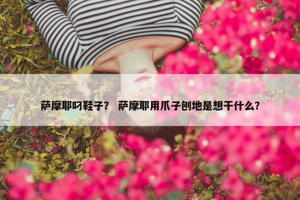 萨摩耶叼鞋子？ 萨摩耶用爪子刨地是想干什么？