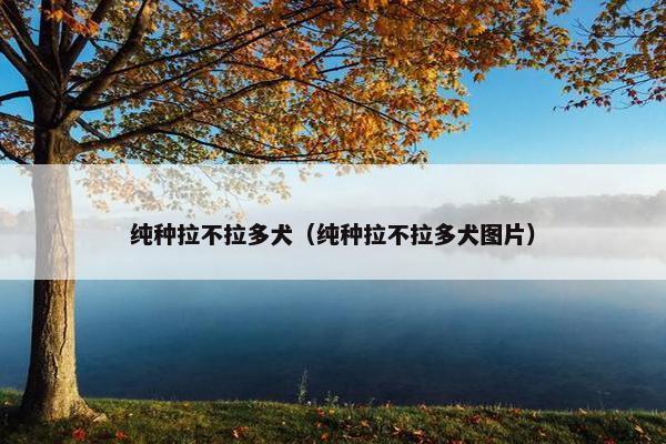 纯种拉不拉多犬（纯种拉不拉多犬图片）