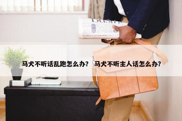 马犬不听话乱跑怎么办？ 马犬不听主人话怎么办？