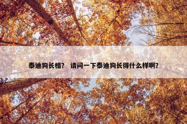 泰迪狗长相？ 请问一下泰迪狗长得什么样啊？