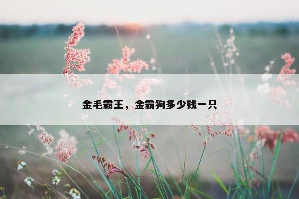 金毛霸王，金霸狗多少钱一只
