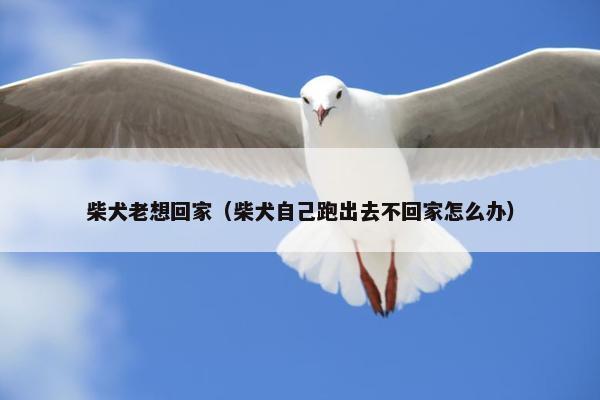 柴犬老想回家（柴犬自己跑出去不回家怎么办）