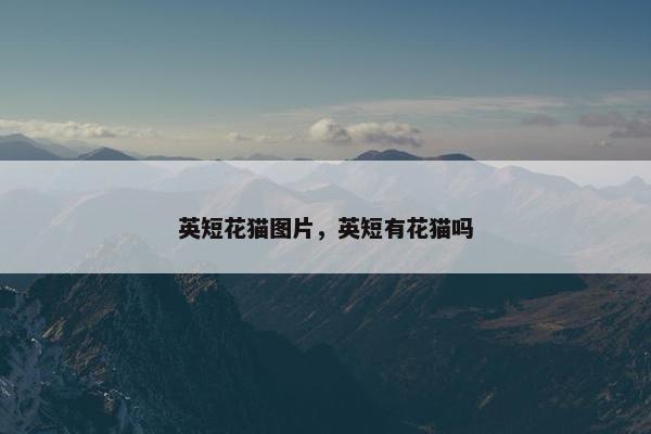 英短花猫图片，英短有花猫吗