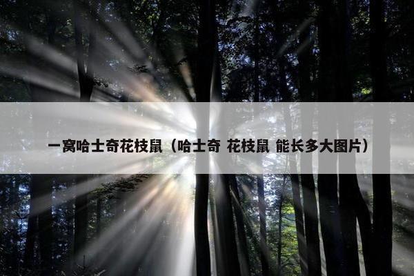 一窝哈士奇花枝鼠（哈士奇 花枝鼠 能长多大图片）