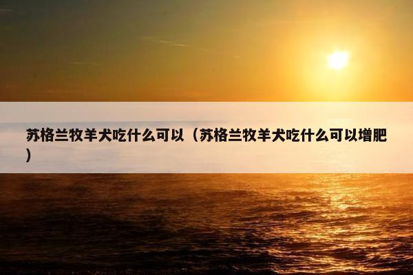 苏格兰牧羊犬吃什么可以（苏格兰牧羊犬吃什么可以增肥）