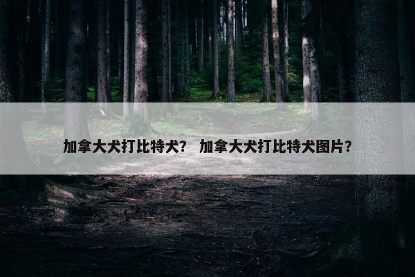 加拿大犬打比特犬？ 加拿大犬打比特犬图片？