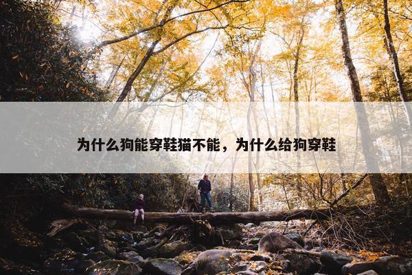 为什么狗能穿鞋猫不能，为什么给狗穿鞋