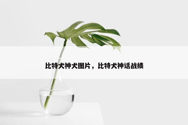 比特犬神犬图片，比特犬神话战绩