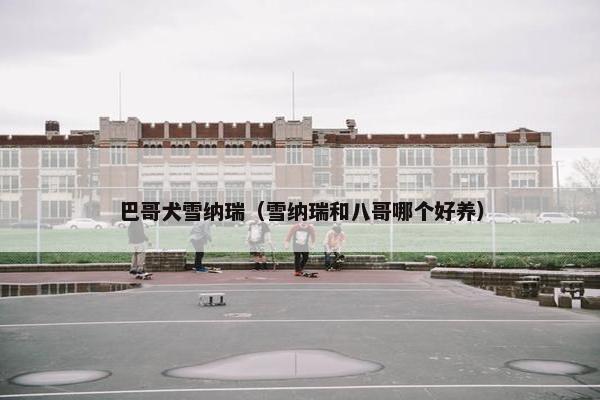 巴哥犬雪纳瑞（雪纳瑞和八哥哪个好养）