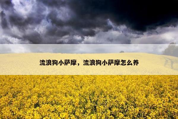 流浪狗小萨摩，流浪狗小萨摩怎么养