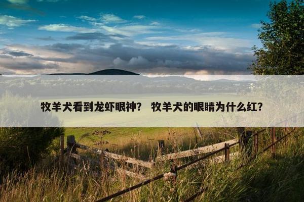 牧羊犬看到龙虾眼神？ 牧羊犬的眼睛为什么红？