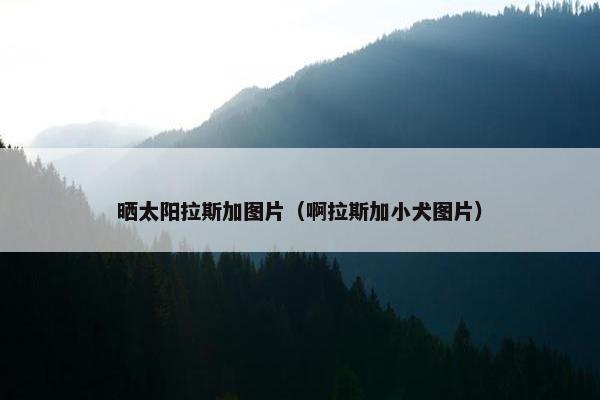 晒太阳拉斯加图片（啊拉斯加小犬图片）