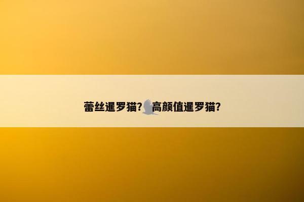蕾丝暹罗猫？ 高颜值暹罗猫？