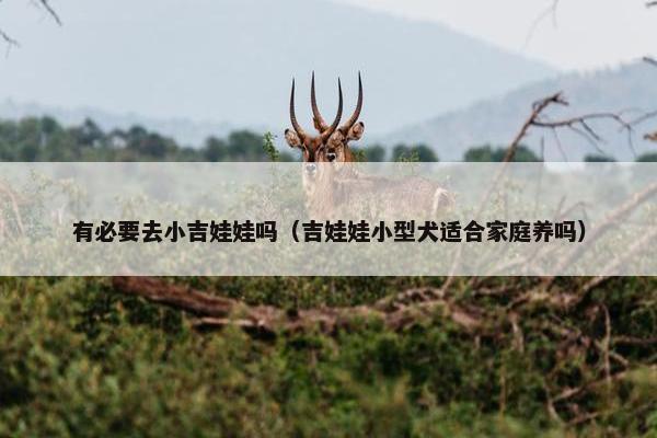 有必要去小吉娃娃吗（吉娃娃小型犬适合家庭养吗）