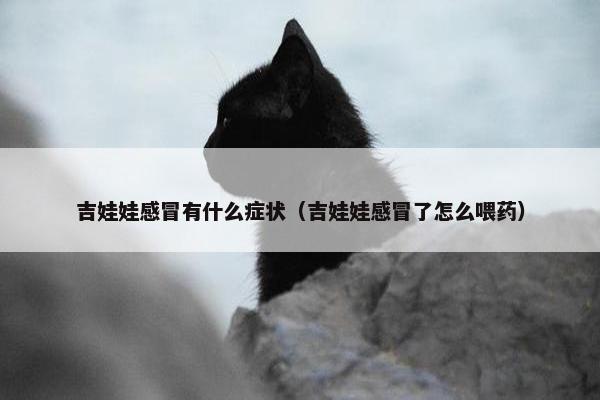 吉娃娃感冒有什么症状（吉娃娃感冒了怎么喂药）