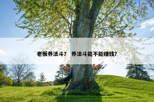 老板养法斗？ 养法斗能不能赚钱？