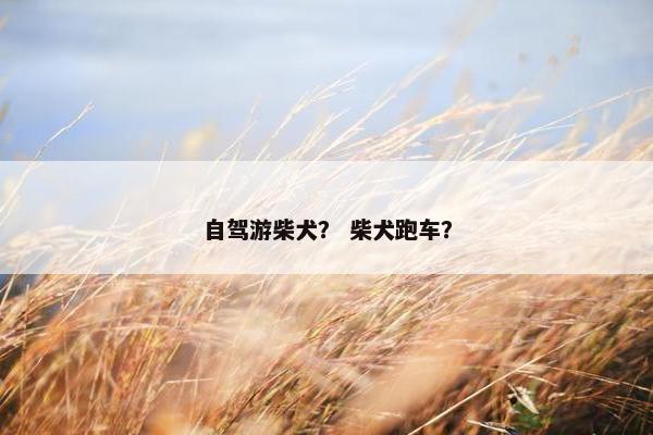 自驾游柴犬？ 柴犬跑车？