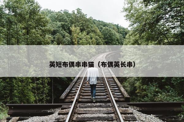 英短布偶串串猫（布偶英长串）