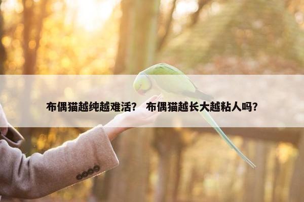 布偶猫越纯越难活？ 布偶猫越长大越粘人吗？