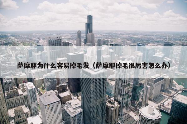 萨摩耶为什么容易掉毛发（萨摩耶掉毛很厉害怎么办）